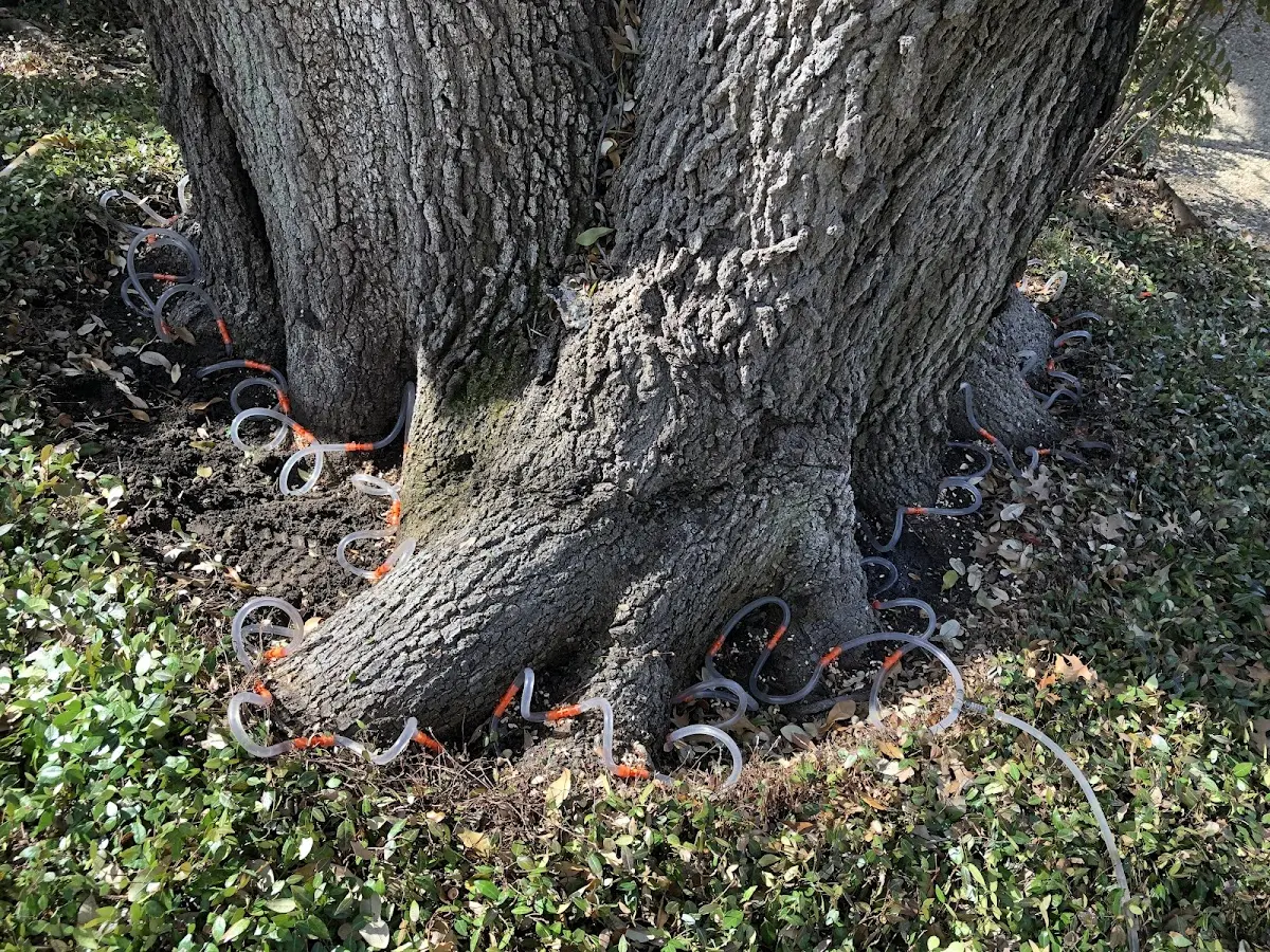 Detailed Tree Cabling and Bracing job site in Columbia City